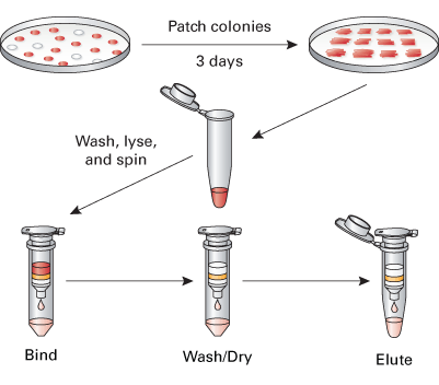 The Easy Yeast Plasmid Isolation protocol uses Zymolyase for highly efficient enzymatic disruption of yeast cell walls, followed by SDS/alkaline lysis of the resulting spheroplasts