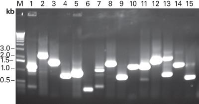Mate & Plate libraries display broad insert representation