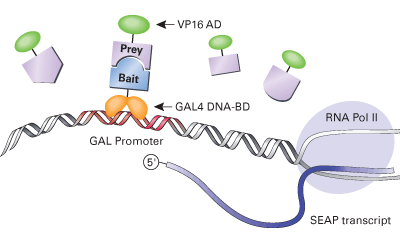 The mammalian two-hybrid principle