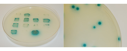 X-Alpha-Gal detects secreted alpha-galactosidase activity following a GAL4-based two-hybrid interactions in Y2HGold yeast patches and colonies