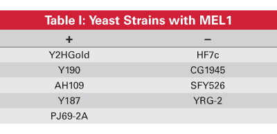 Yeast colonies that express alpha-galactosidase in response to a positive two-hybrid interaction turn blue when grown on media containing X-alpha-Gal