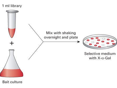 Use of pretransformed libraries simplifies screening