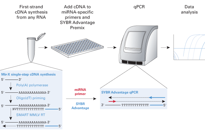 Mir-X miRNA qRT-PCR TB Green Kits use a single-step, single-tube reaction to produce first-strand cDNA, which is then specifically and quantitatively amplified using a miRNA-specific primer and TB Green Advantage qPCR chemistry