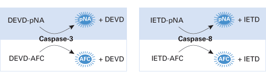 Detection of caspase activity during apoptosis
