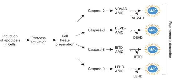 Fluorometric detection of caspase activity during apoptosis