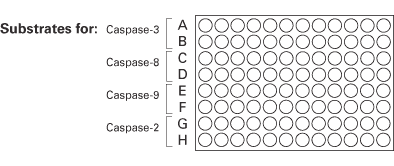 ApoAlert Caspase Profiling Plate layout