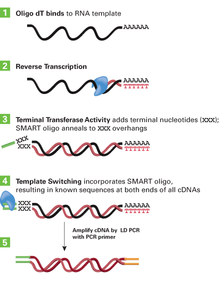 SMART cDNA synthesis generates cDNA ends with homology to pGADT7-Rec
