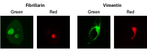 Green-to-red photoconversion of Dendra2-tagged proteins