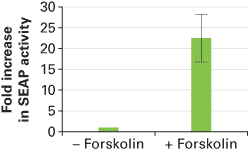 SEAP activity is highly specific, with a >20-fold increase in activity”></figure>
<p><span>SEAP activity is highly specific, with a >20-fold increase in activity.</span>&nbsp;HEK 293 cells were transiently transfected with a promoter construct containing CRE driving the expression of SEAP, or mock-transfected. 12 hr posttransfection, the cell culture media was replaced by media containing either 10 μM forskolin or plain cell culture media and incubated for 7 hr. Forskolin causes an increase in the level of cytosolic cAMP, which in turn activates CRE, driving the expression of SEAP, which is detectable in the media culture supernatant. The samples were assayed using the Great EscAPe SEAP Chemiluminescence Kit 2.0 and its protocol and analyzed on a BD Monolight 3096 Luminometer.</p>
</p>
<h2>Comparison of the sensitivities of SEAP and firefly luciferase</h2>
<figure><img decoding=