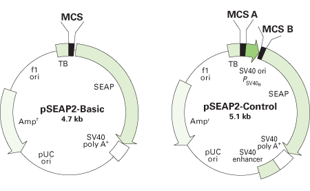pSEAP mammalian reporter vectors