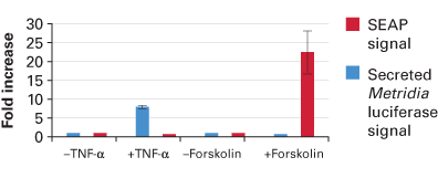  Monitoring activation of two promoters simultaneously
