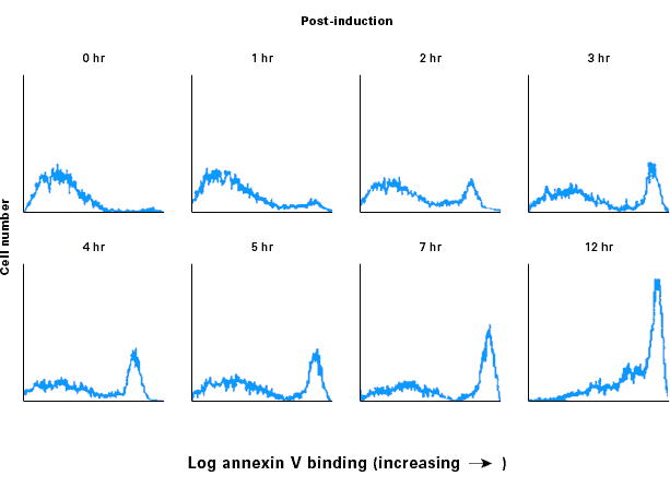 Annexin V-FITC staining of apoptosis in Jurkat T cells