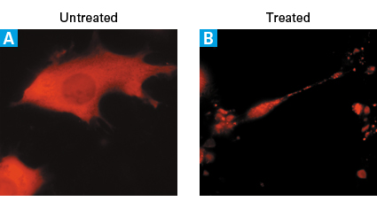 Monitoring Bid activation with the pDsRed2-Bid Vector