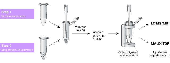 Protein digestion protocol using immobilized magnetic trypsin