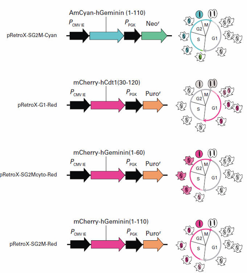 Retroviral delivery is available for a variety of cell-cycle Fucci probes