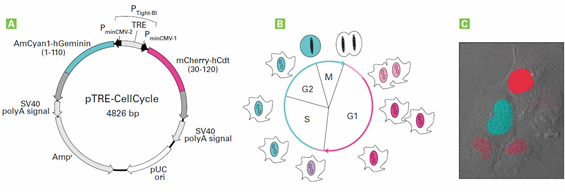 Tightly controlled, simultaneous expression of two Fucci probes allows complete visual tracking of the cell cycle