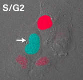 Movie of cell-cycle progression, visualized with Fucci probes