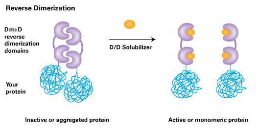 The Reverse Dimerization System incorporates a binding motif (purple) that causes protein aggregation and a dimerizer (yellow) which can be used to disaggregate (solubilize) the proteins