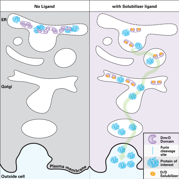 Inducible secretion of proteins