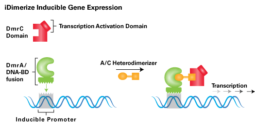 Tightly regulated transcription using iDimerize technology