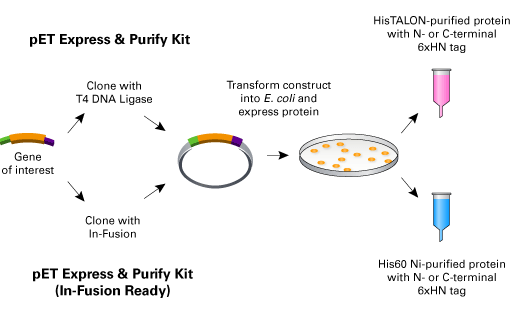 The pET Express & Purify Kit protocol