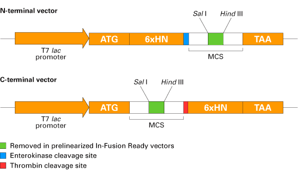 Cloning options using the pET Express & Purify Kits