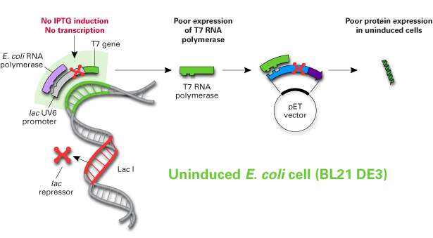 The molecular basis of recombinant protein expression in uninduced bacterial host cells using the pET system