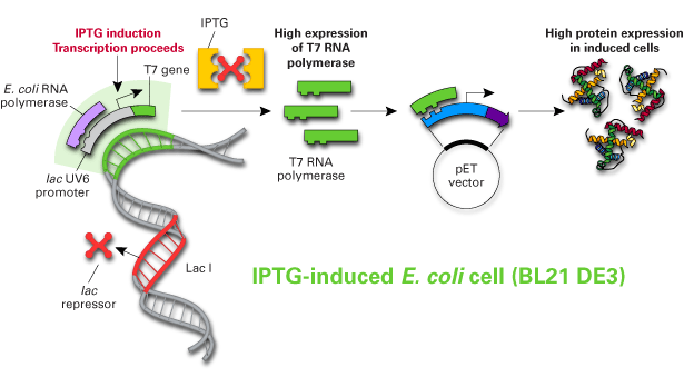 The molecular basis of recombinant protein expression in IPTG-induced bacterial host cells using the pET system