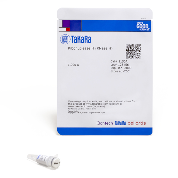 Ribonuclease H (RNase H)