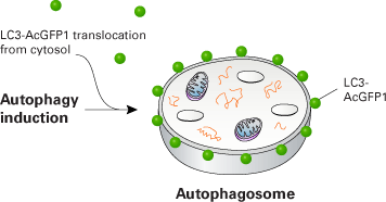 Live cell monitoring of autophagosome formation