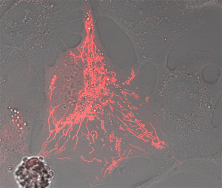 Photoactivated PAmCherry-Mito shows strong red fluorescence and localizes correctly to the mitochondria