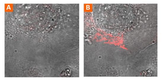Prior to photoactivation, no red fluorescence is detected in a cell expressing PAmCherry-Mito (Panel A)