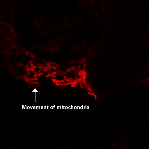 PAmCherry-Mito makes it easy to follow the behavior of a subset of mitochondria