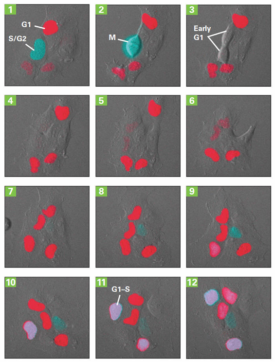 Cell-cycle progression as visualized with Fucci probes
