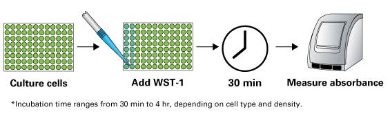 Simple WST-1 cell-proliferation protocol