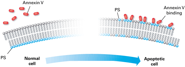 Annexin V-FITC apoptosis: externalization of phosphatidylserine (PS) right after the induction of apoptosis