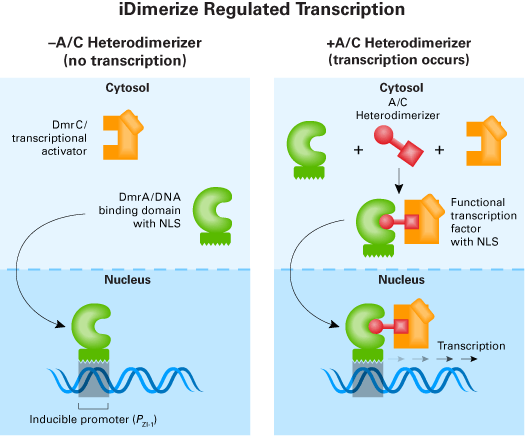 The iDimerize Regulated Transcription System uses the tight PZI-1 promoter, which exhibits very low background in the absence of induction because it is not recognized by host transcription factors