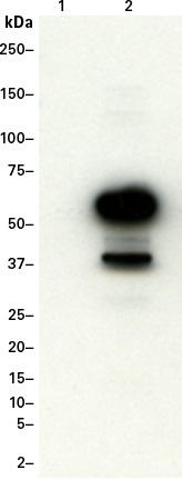 Western blot detection of a DmrA-tagged protein using the DmrA Monoclonal Antibody (Cat. No. 635089)