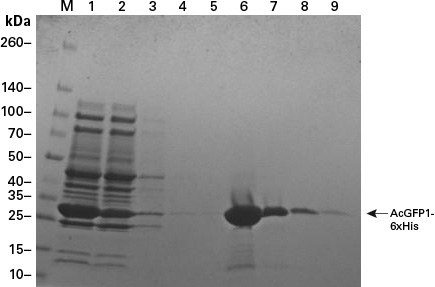 Purifying his-tagged AcGFP1 from a cell lysate using His60 Ni Magnetic Beads under native conditions