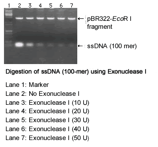Application: Degradation of ssDNA (100-mer) using Exonuclease I