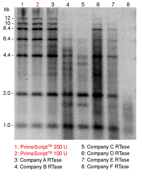 cDNA synthesis with low background, excellent extension, and high yield at 42°C by PrimeScript Reverse Transcriptase in comparison to six other commercially available RTases