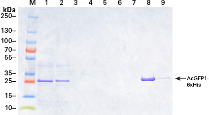 Purifying his-tagged AcGFP1 from a cell lysate using His60 Ni Magnetic Beads under denaturing conditions