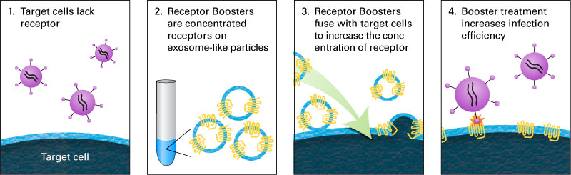 Receptor boosters are concentrated exosome-like vesicles that are applied to your target cells prior to infection with virus