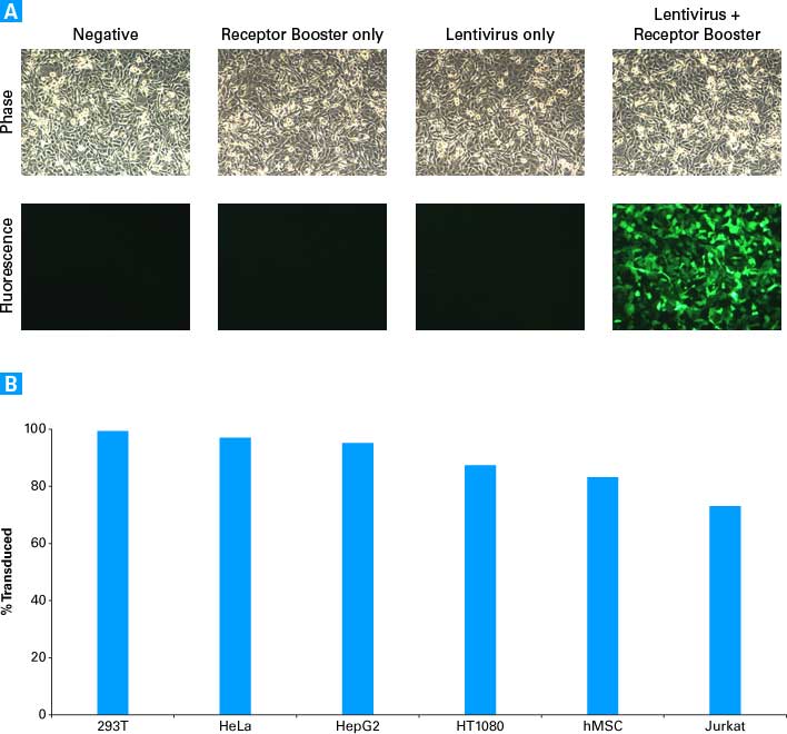 Transduction of human cells with ecotropic lentivirus can result in high infection efficiency, regardless of the cell line used