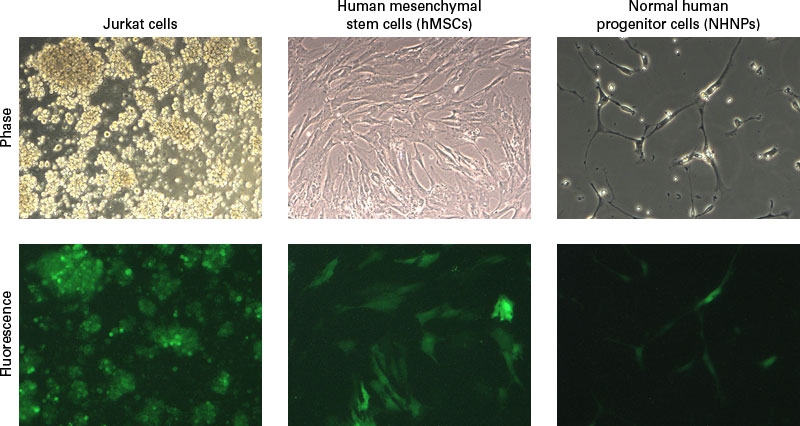 Usually, it is not possible to infect Jurkat cells, human mesenchymal stem cells, or human primary neural progenitor cells with ecotropic pseudotyped lentivirus
