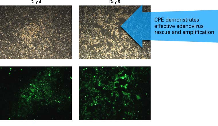 During adenovirus amplification and rescue, Adeno-X 293 cells typically remain intact but round up and may detach from the plate