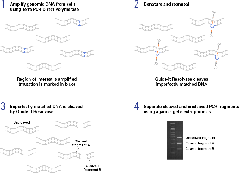 The Guide-it Mutation Detection Kit is used to confirm the presence of mutations in genomic DNA