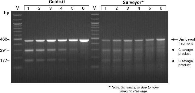 Comparison of the Guide-it and Surveyor assays for detecting mutations in mammalian cells