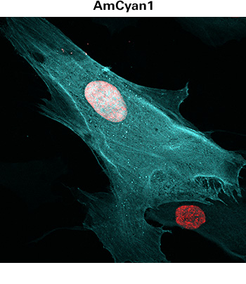 Tracking of mammalian cells transduced with lentivirus expressing AmCyan1 fluorescent protein (Cat. # 0011VCT rLV.EF1.AmCyan1-9)