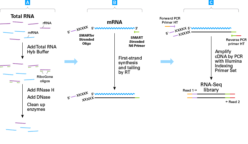 Flowchart of SMARTer Stranded Total RNA Sample Prep Kit - HI Mammalian library generation